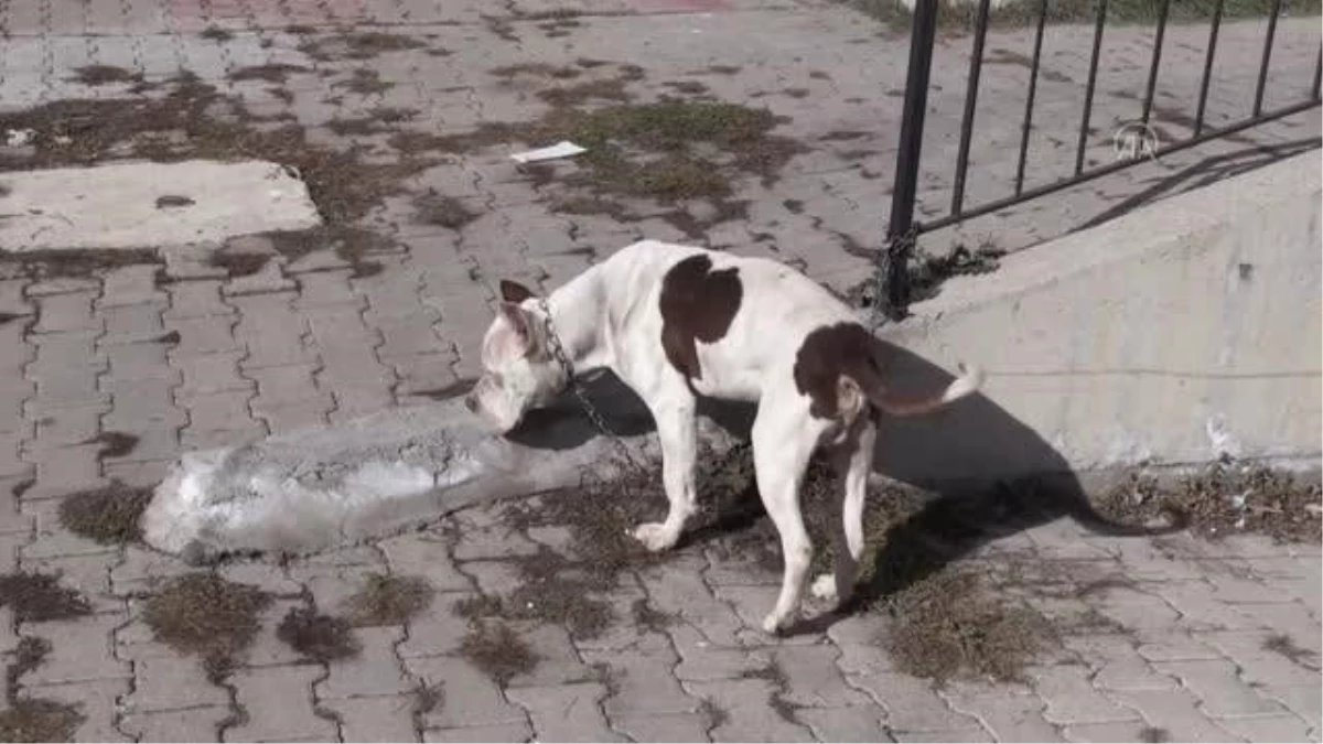 Sahibinin bırakıp kaçtığı yasaklı ırk köpek hayvan barınağına götürüldü