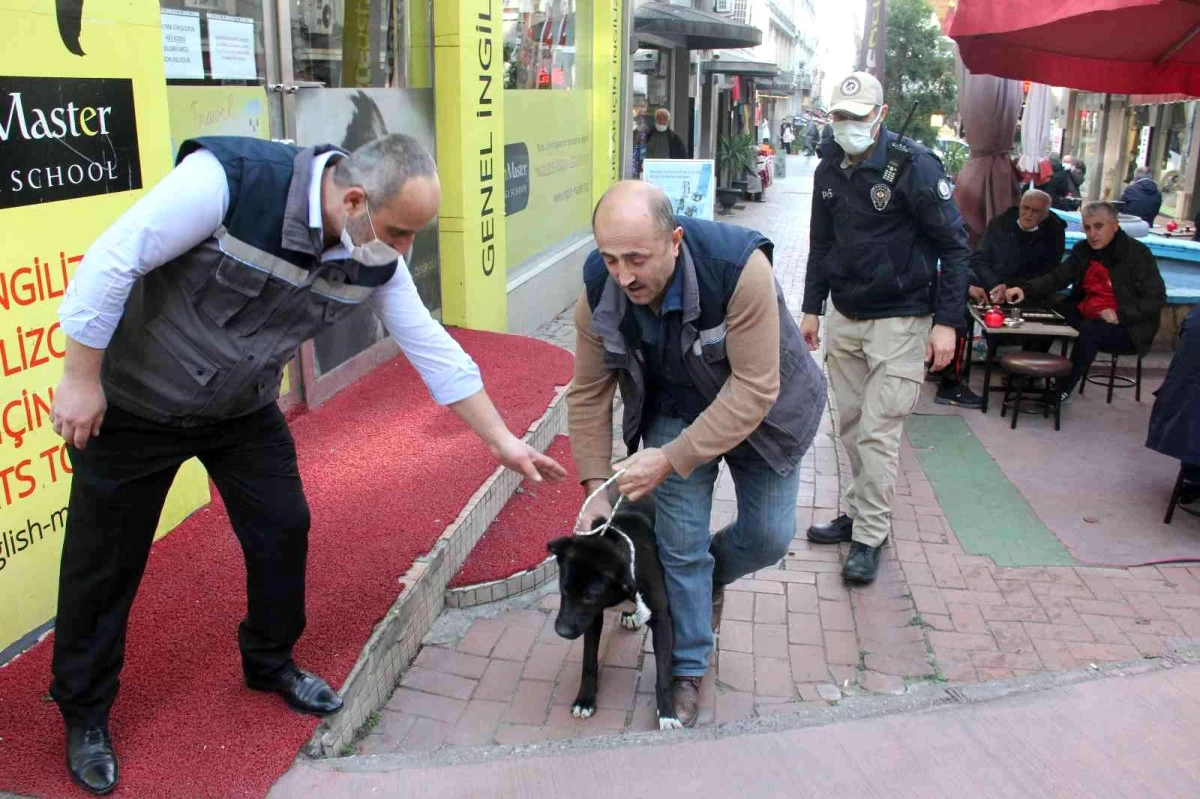 Samsun\'da polisten yasaklı ırk köpek denetimi