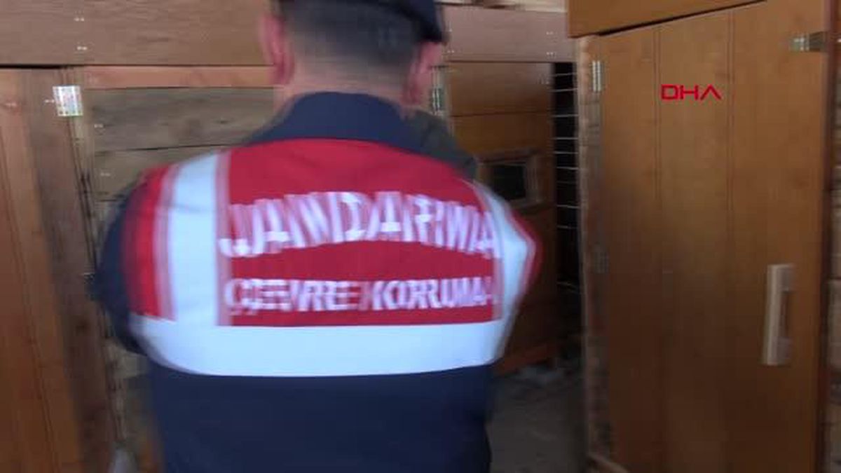 TEDAVİSİ TAMAMLANAN KARTAL DOĞAYA BIRAKILDI