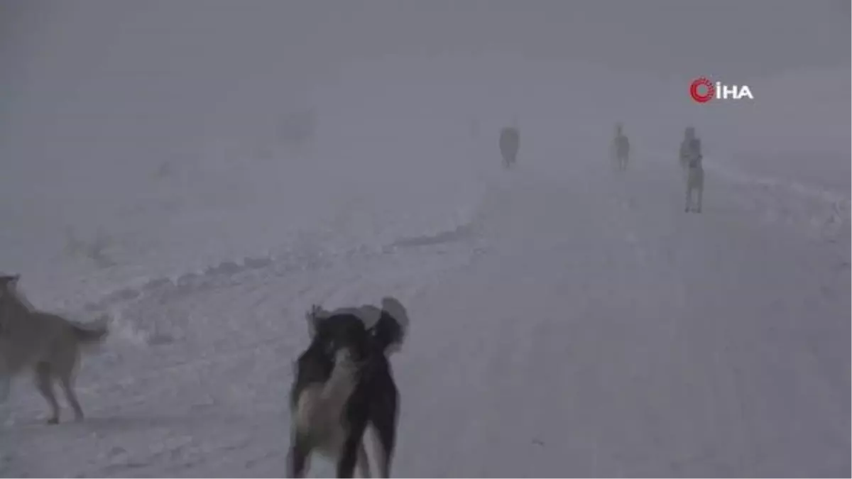 Tuşba Belediyesi sokak hayvanları için seferber oldu