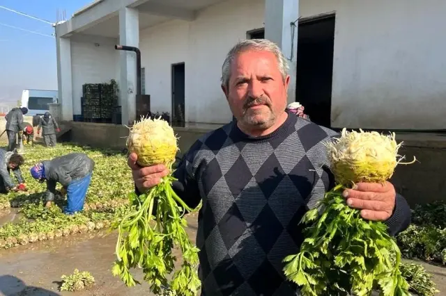 Üreticiden 2,50 TL'ye çıkan kereviz markette 8,50 TL'ye satılıyor