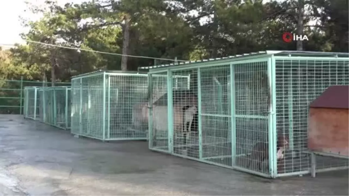 Son Dakika | Yasaklı hayvanlar bu merkezdeki özel bölümde rehabilite ediliyor