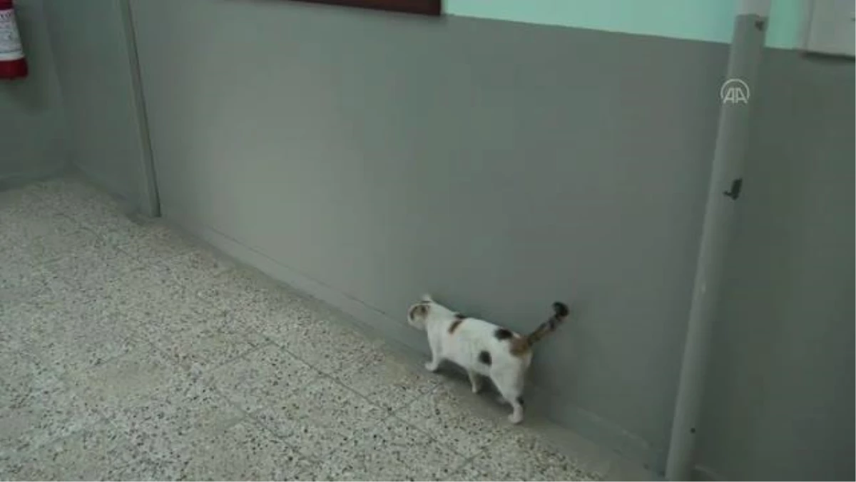 AFYONKARAHİSAR - Kedi "Pamuk" okulun maskotu oldu