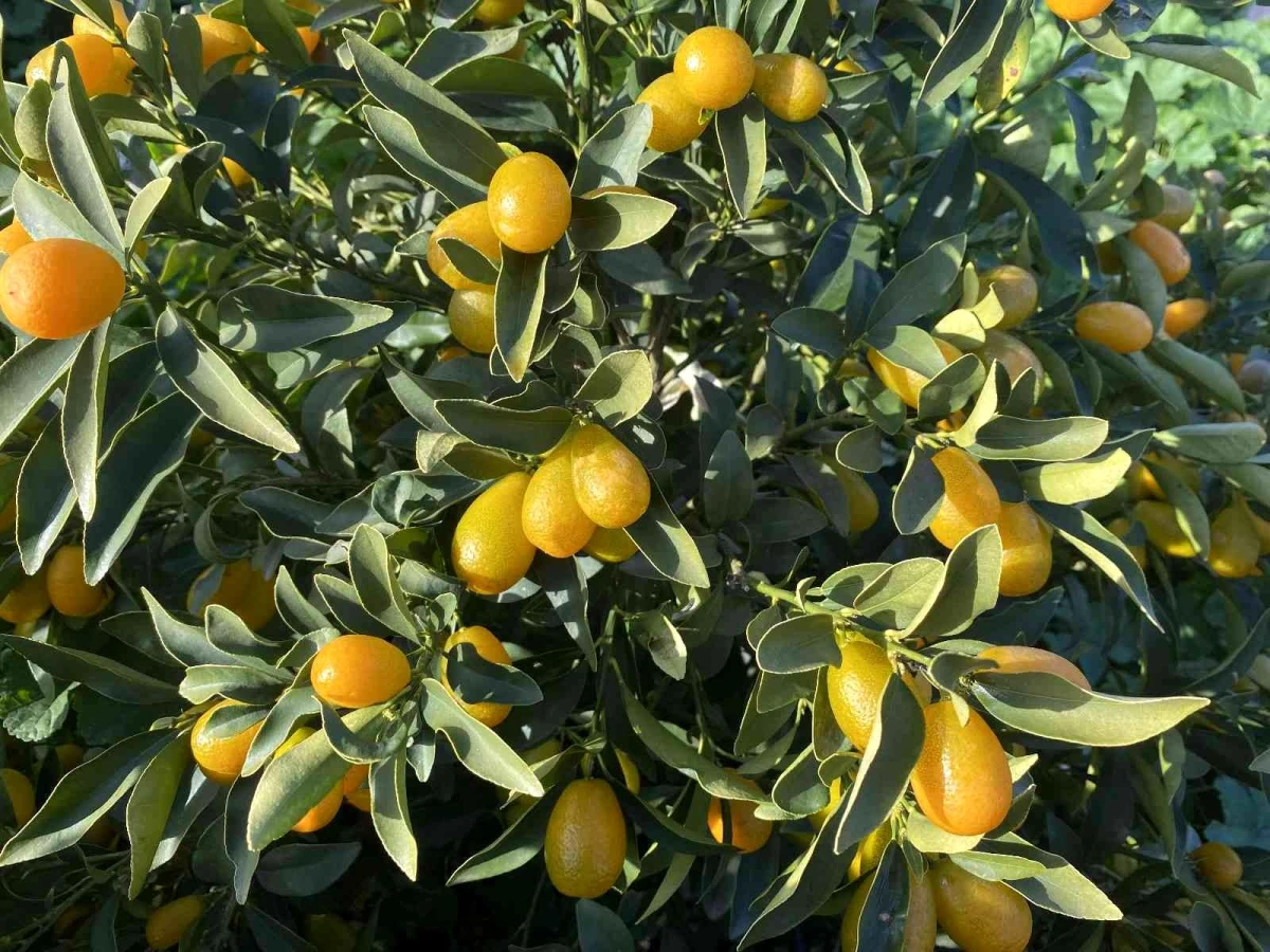 Deneme amaçlı yetiştirilen "altın portakal"da ilk hasat yapıldı