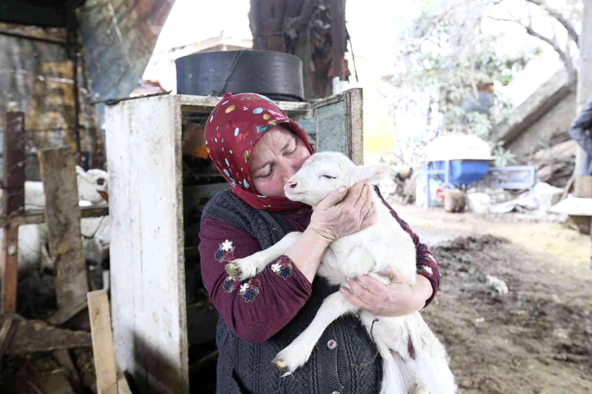 Aydın Büyükşehir Belediyesi\'nin koyun hibe desteği ile sürüler büyüyor
