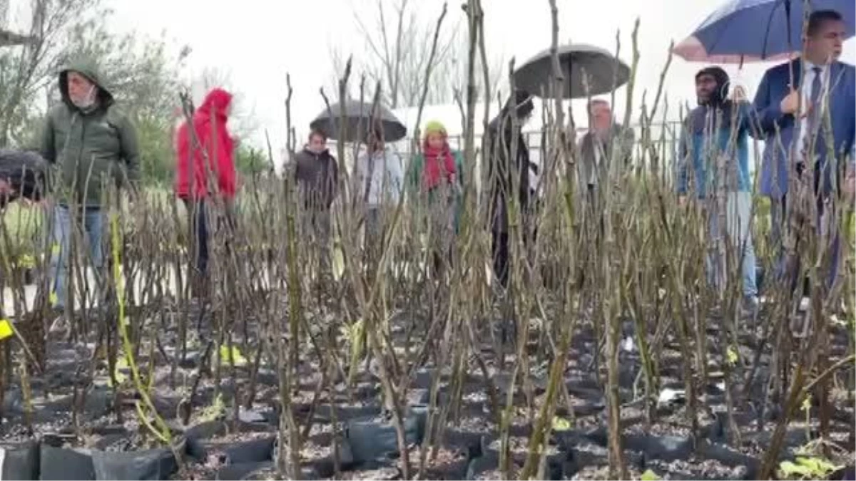 Coğrafi işaret tescilli Fethiye kaya incirinin üretimi yaygınlaştırılacak