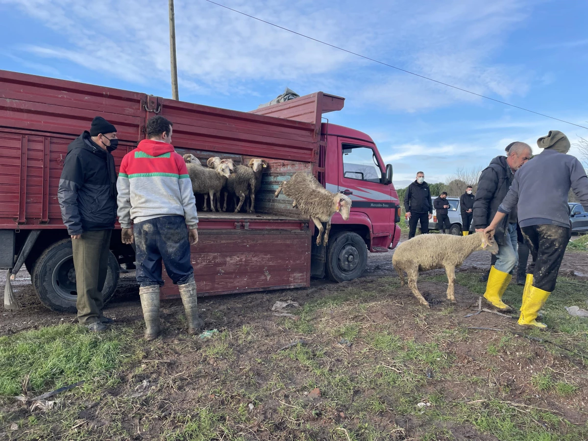 KIRKLARELİ - Taşkında koyunları telef olan besiciye devlet yardım elini uzattı