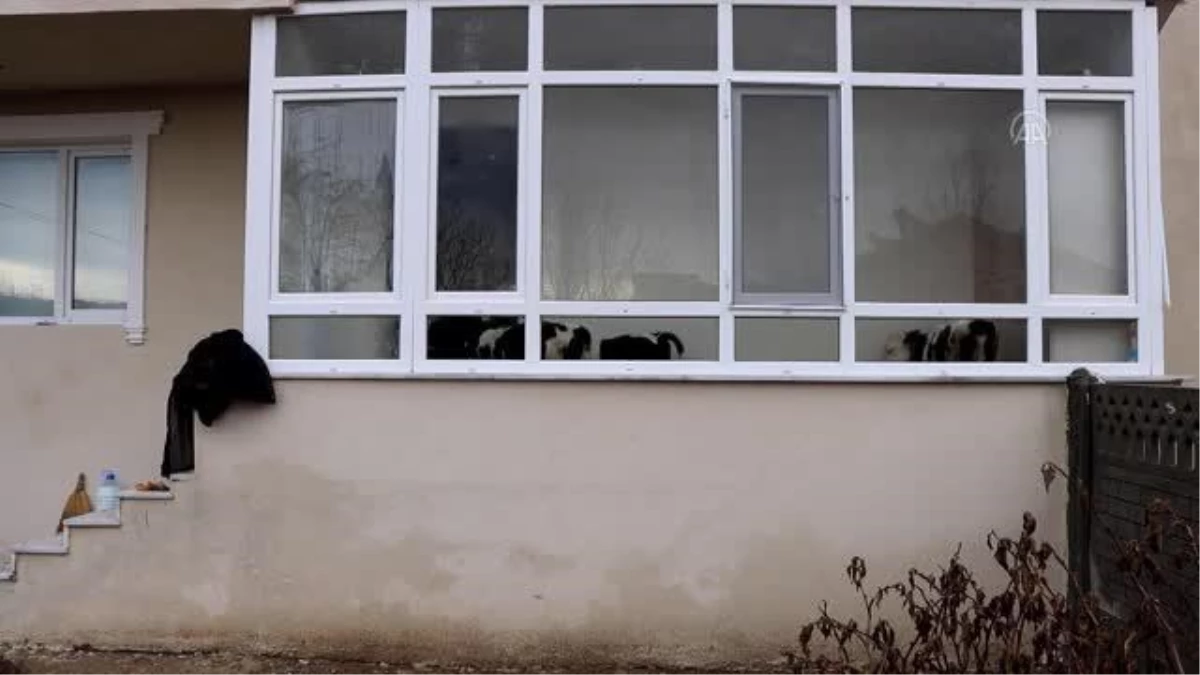 KIRKLARELİ - Taşkından kurtardığı buzağılarını evinin balkonunda besliyor