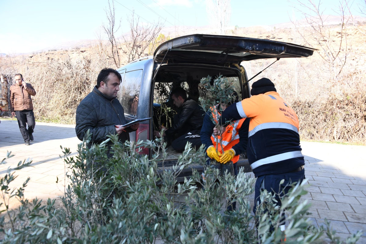 Konya\'da zeytin üretimi için pilot uygulama başladı