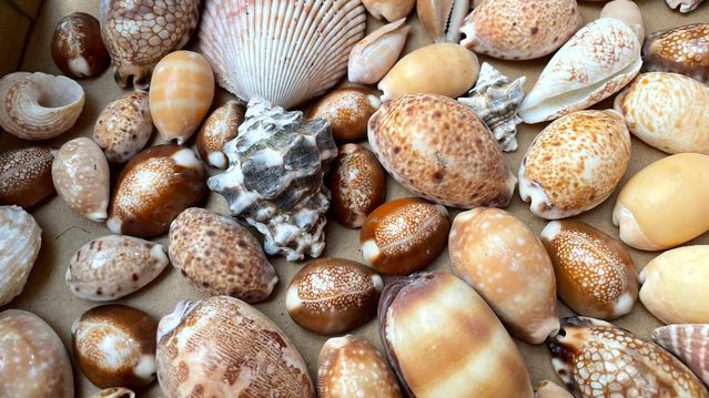 Mauritius neden deniz kabuklarını kaybediyor?