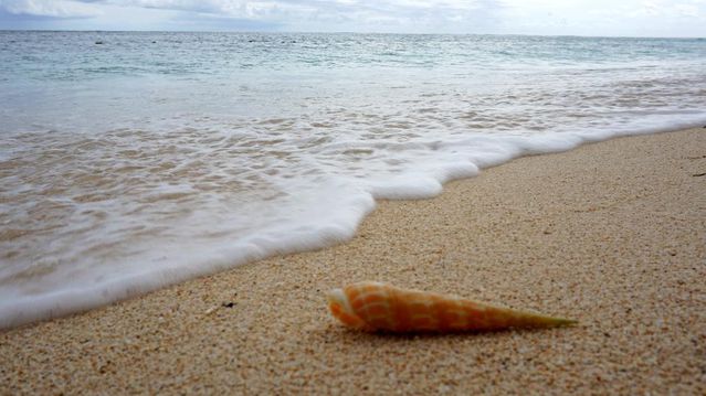 Mauritius neden deniz kabuklarını kaybediyor?