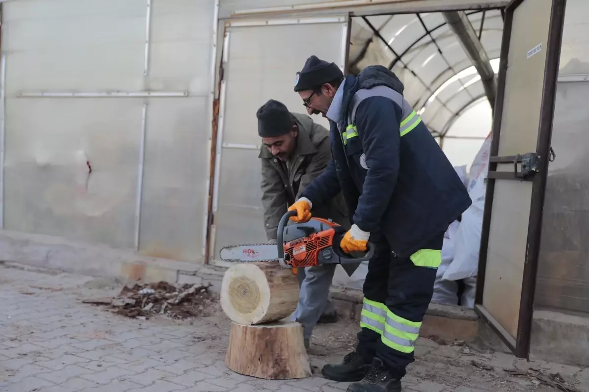 Nevşehir\'de budanan ağaçlar dar gelirli ailelere yakacak oluyor