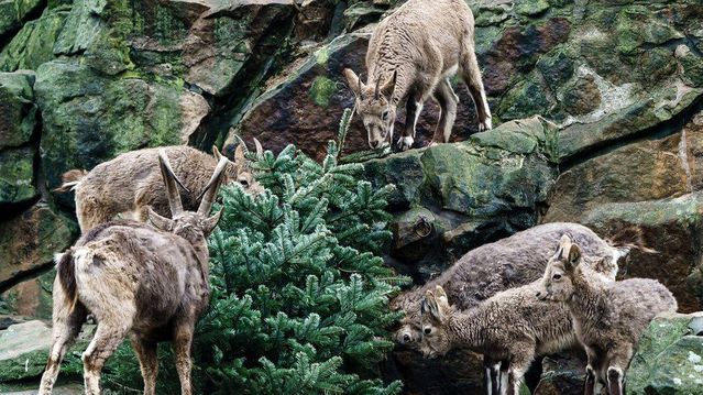 Berlin hayvanat bahçesindeki hayvanlar Noel ağaçlarıyla kendilerine ziyafet çekti