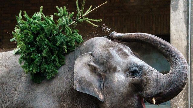 Berlin hayvanat bahçesindeki hayvanlar Noel ağaçlarıyla kendilerine ziyafet çekti