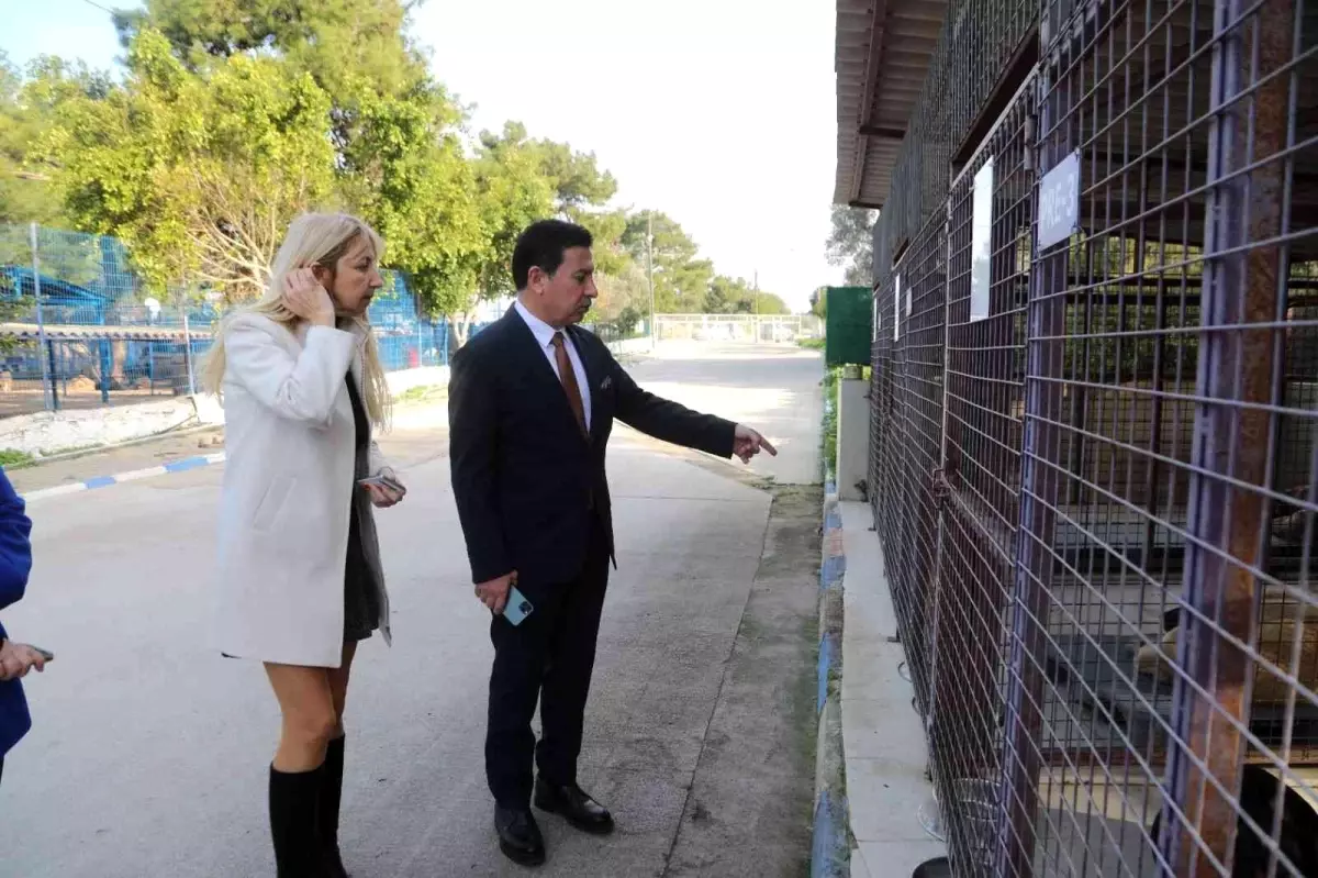 Bodrum Belediyesi barınaklarında can dostlar emin ellerde