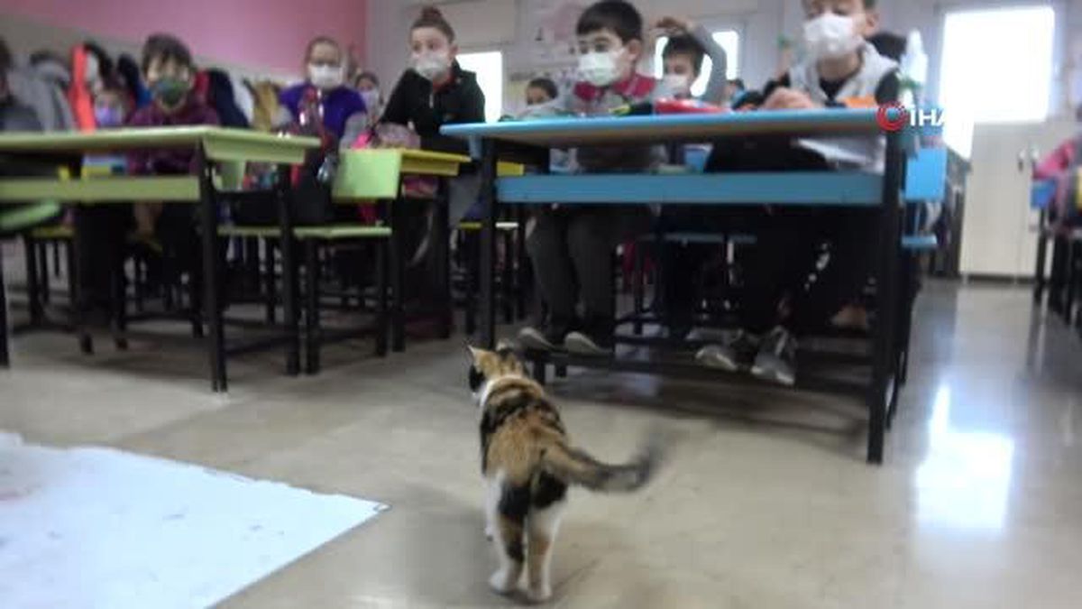 Bu kedi derslere giriyor