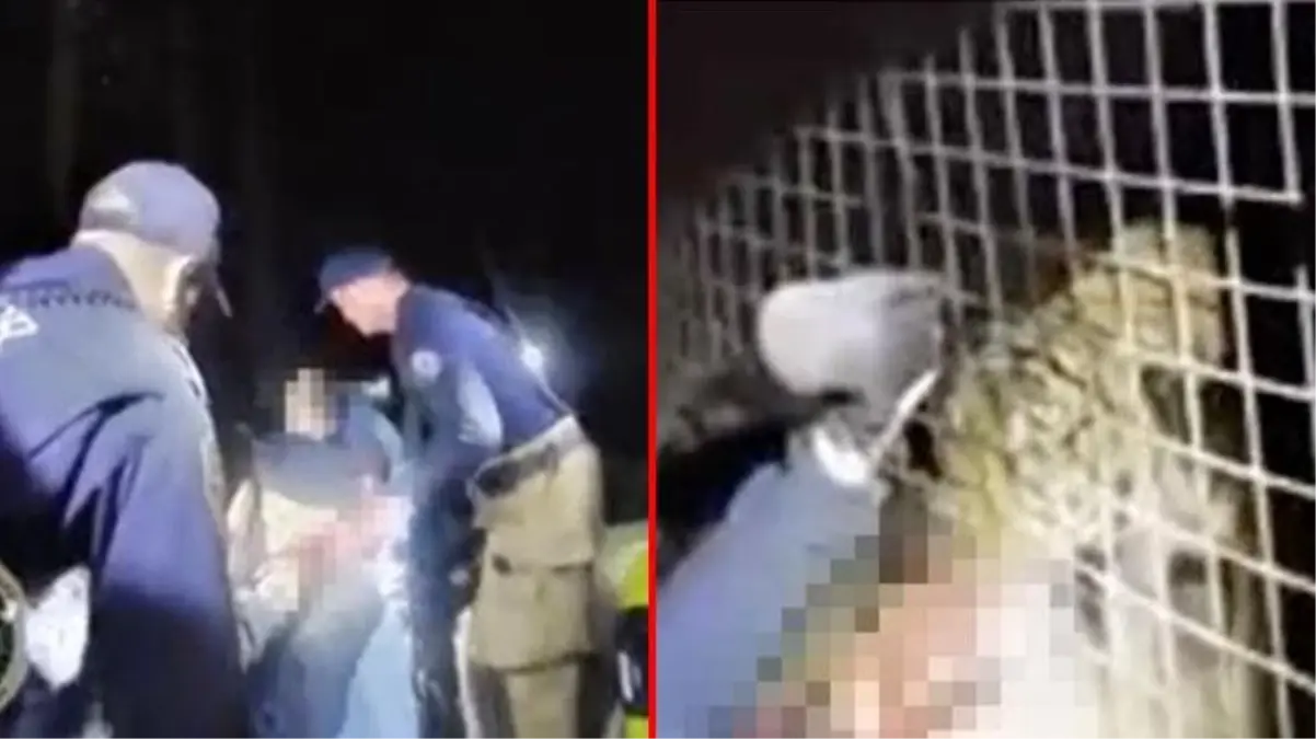 Hayvanat bahçesinde dehşet anları! Kolunu kaplanın kafesine soktu, sonrası korkunç
