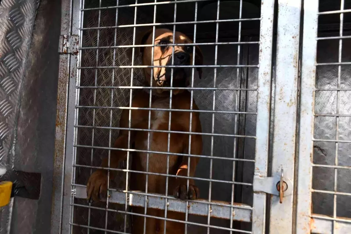 Sanayi sitesinde bulunan yasaklı ırk köpek barınağa götürüldü