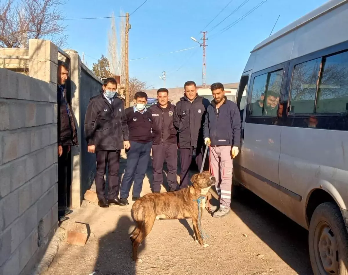 Zabıta Ekipleri Pitbull köpekleri için harekete geçti