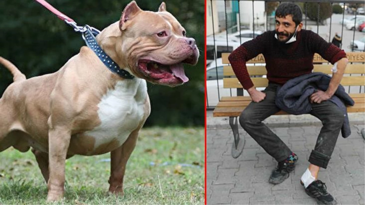 Gaziantep\'te ikinci pitbull vakası! Tartıştığı arkadaşı köpeği üzerine saldı