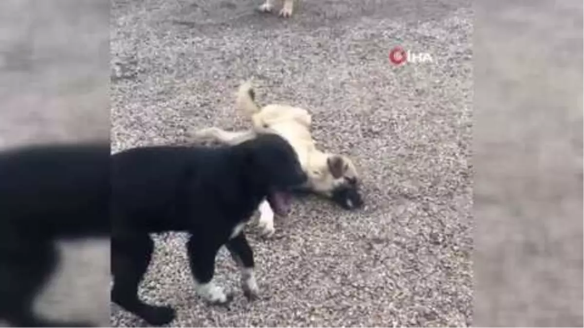 Son Dakika | Ankara\'da boş bir arazide 4 köpek ölü bulundu