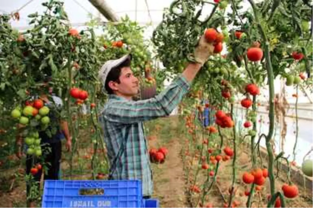 Sebze fiyatında son 3 yılın en iyi Aralık ayı