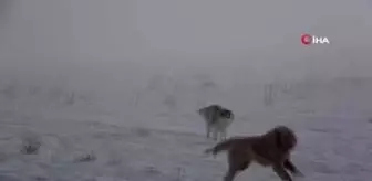 YYÜ'deki sokak hayvanları Tuşba Belediyesi'ne emanet