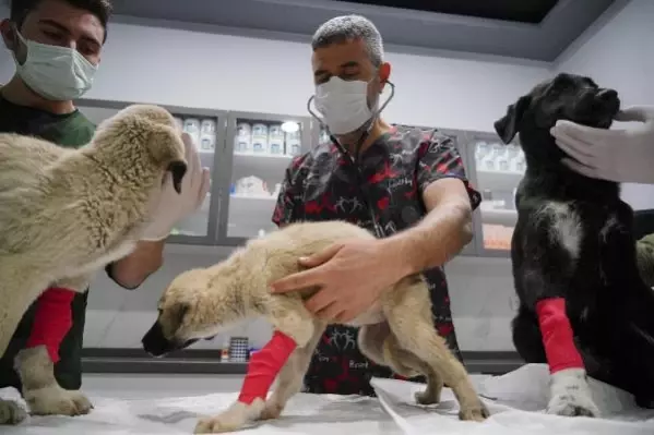 Can çekişirken bulunan yavru köpekler için parazit zehirlenmesi teşhisi