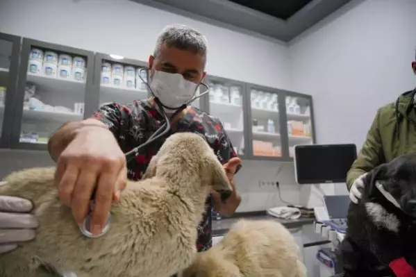 Can çekişirken bulunan yavru köpekler için parazit zehirlenmesi teşhisi