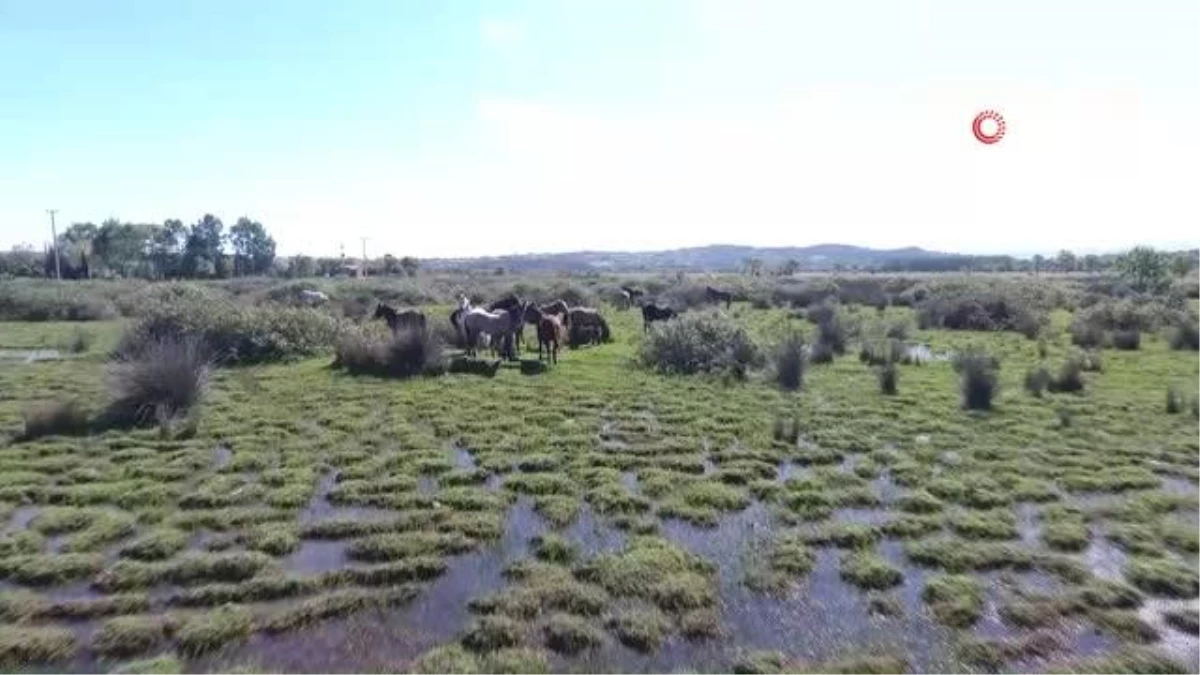 Drone gören atların şaşkınlığı