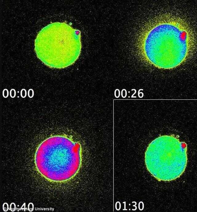 Hepimizin hayatı böyle başladı! Spermle yumurtanın birleştiği anda çıkan ışık ilk kez yakalandı