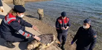 İzmir'de ölü caretta caretta bulundu