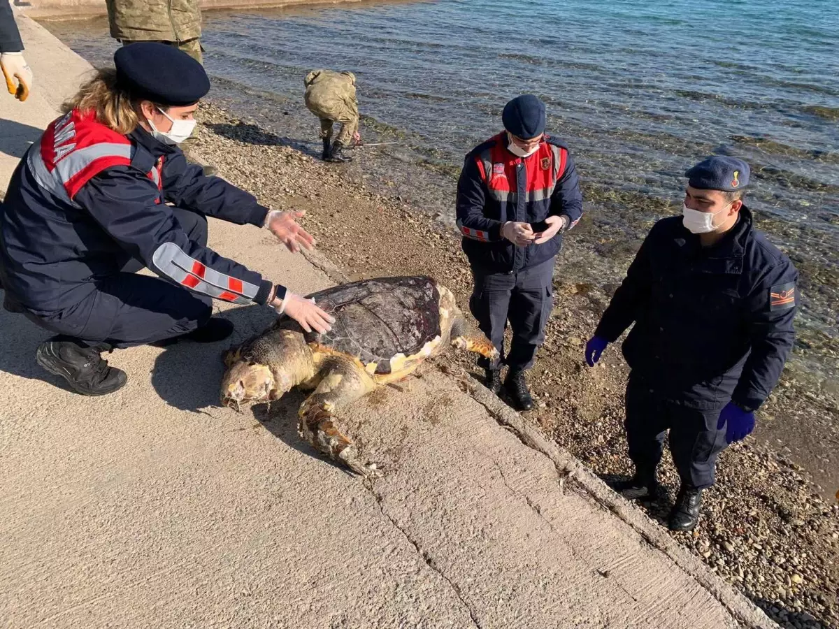 İzmir\'de ölü caretta caretta bulundu