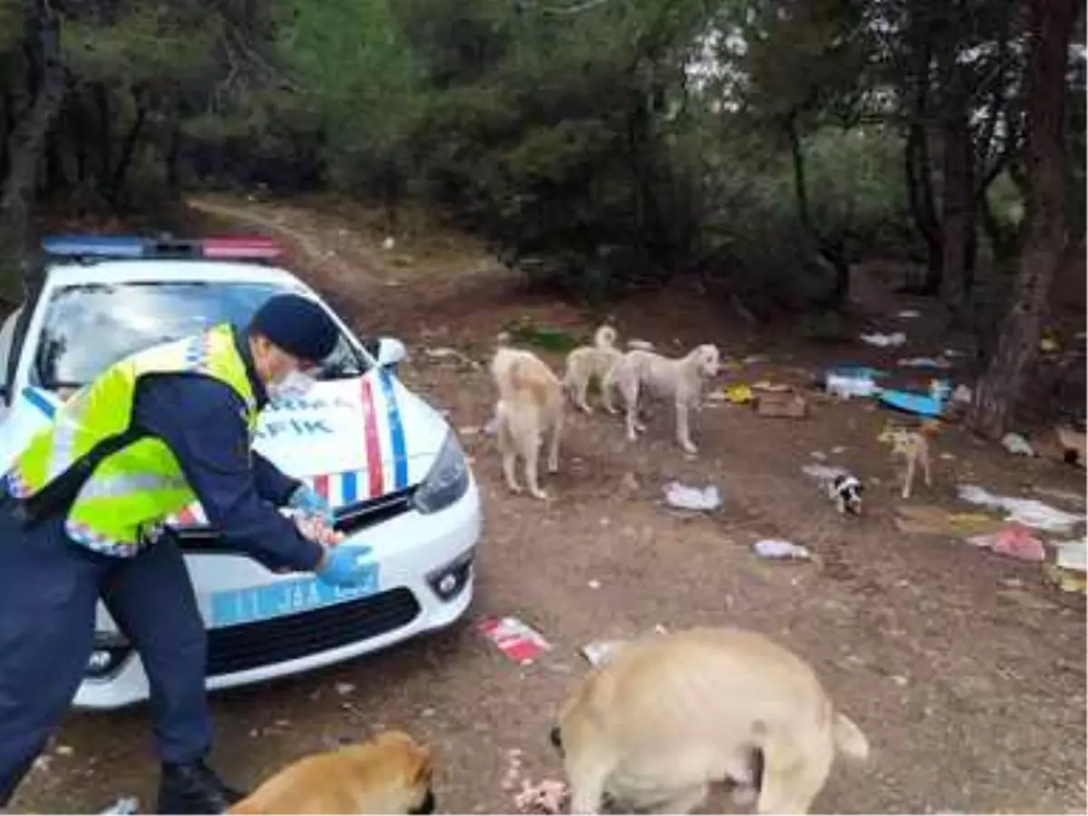 Son dakika haberi... Jandarma ekipleri sokak hayvanları için doğaya yiyecek ve mama bıraktı