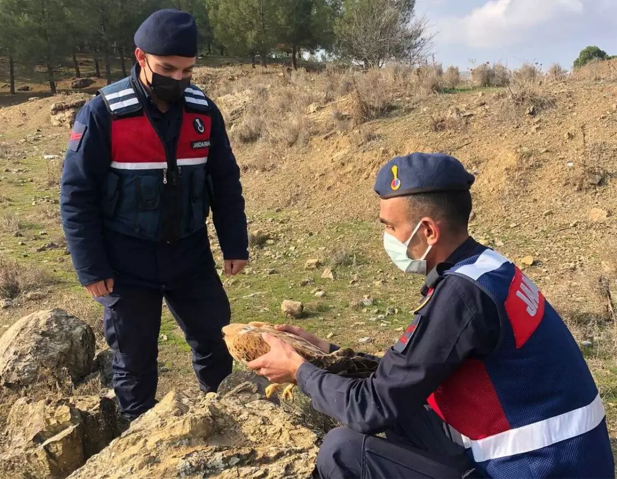 Kahramanmaraş\'ta yol kenarında bulunan yaralı şahin tedavi edilecek