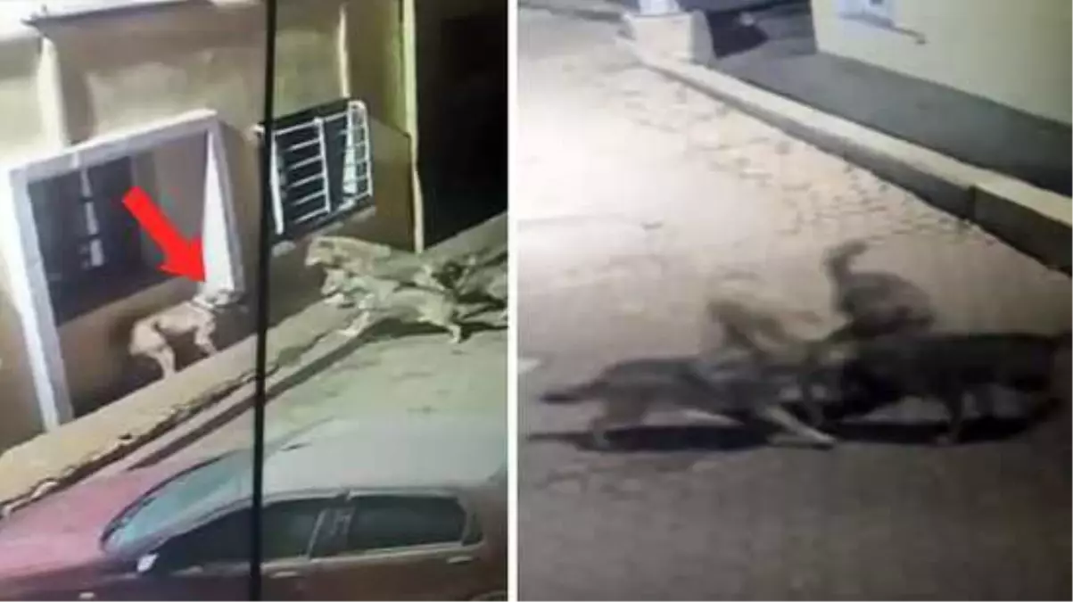 Kurtlar, köpeği alıp götürüyorlardı! Son anda hiç hesaba katmadıkları bir şey oldu
