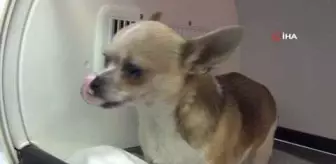 Son dakika haberi | Üniversite Hastanesinde köpeğe sezeryanla doğum