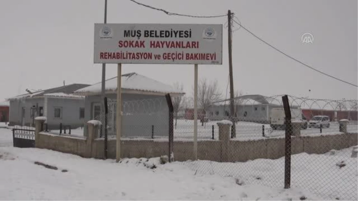 Yaralı ve hasta "sevimli dostlar" bakımevinde şifa buluyor