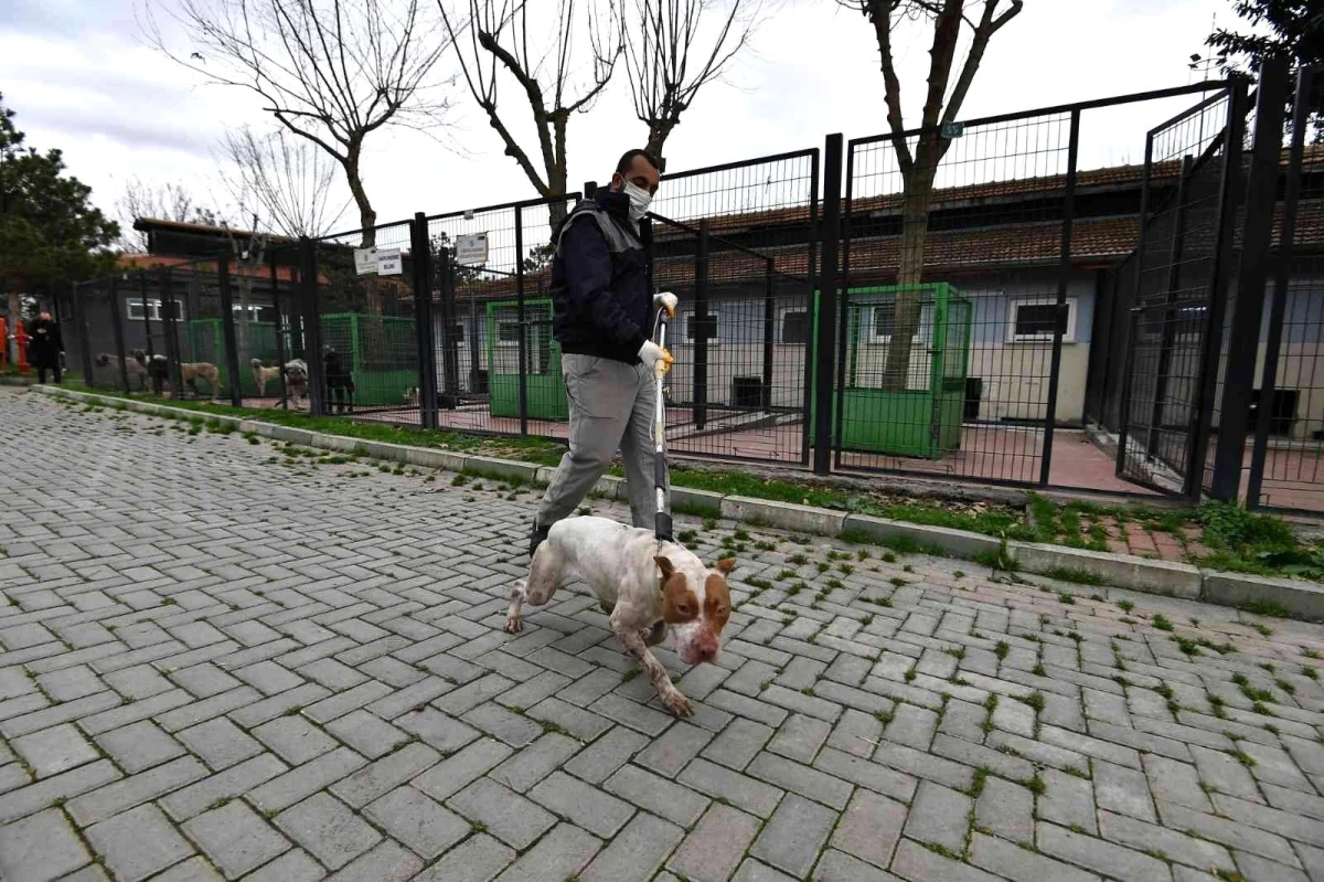 Yasaklı köpekler barınakta koruma altında