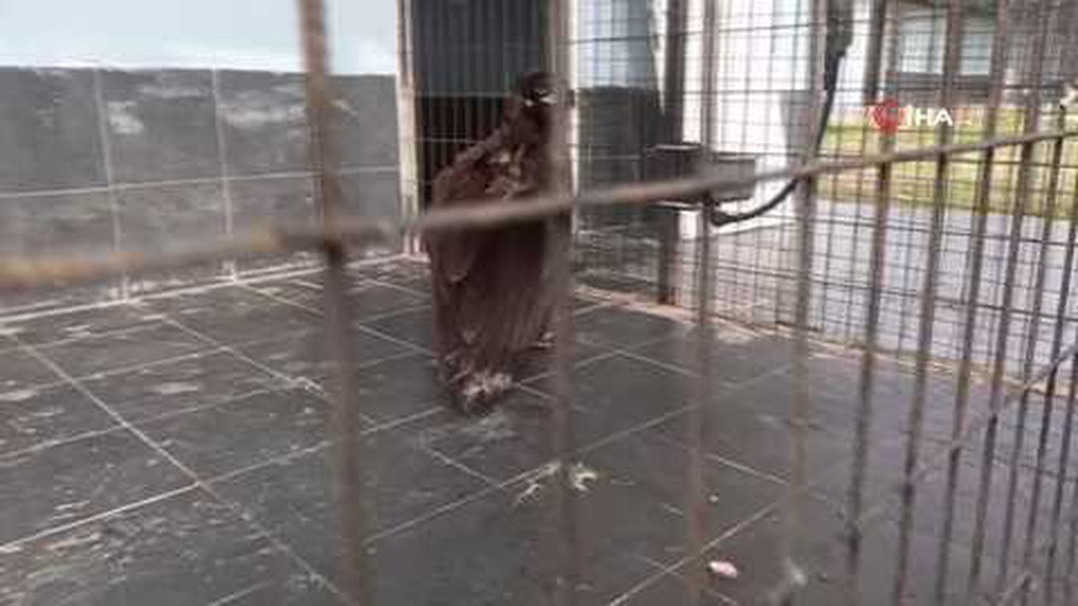 Yorgun düşen akbaba tedavi altına alındı