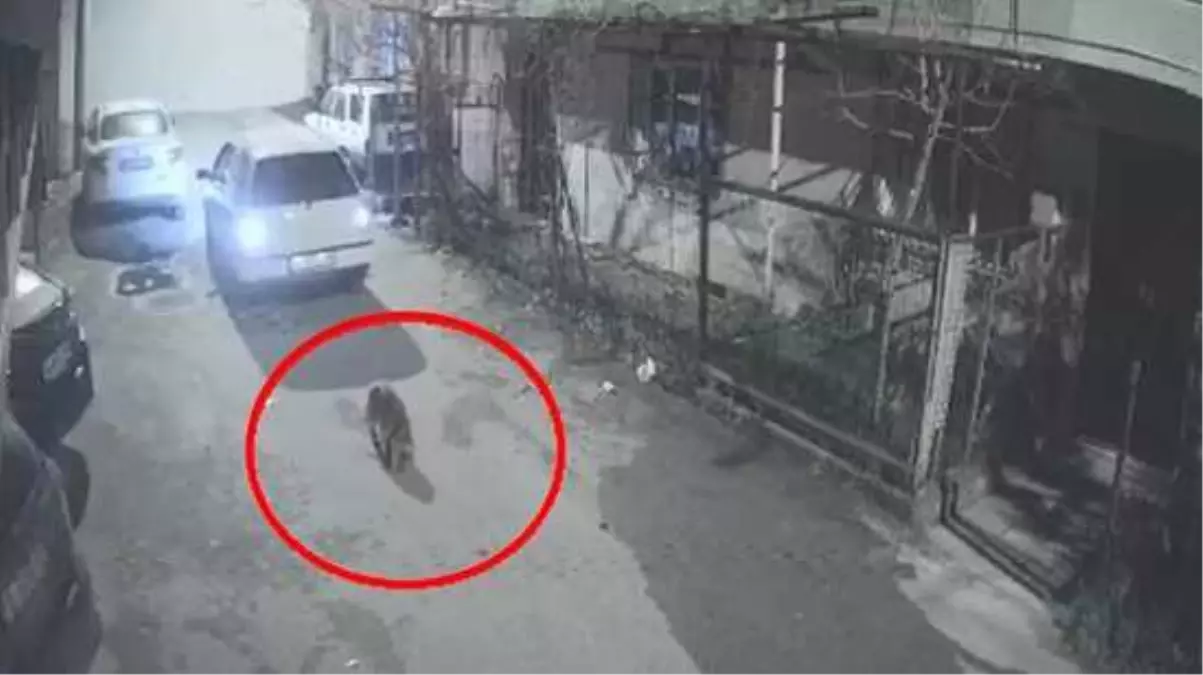 Vicdansızlığın bu kadarı! Köpeği otomobiliyle ezip hiçbir şey olmamış gibi yoluna devam etti