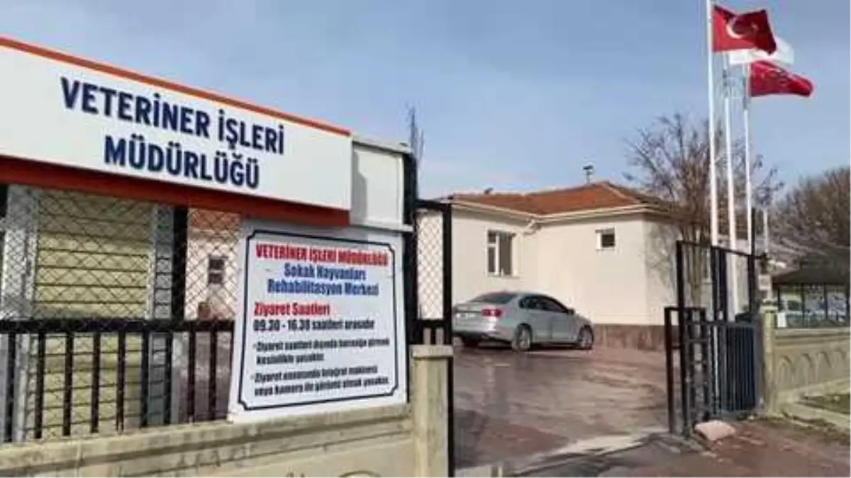 Kediden atmacaya yüzlerce sokak ve yaban hayvanı rehabilite ediliyor