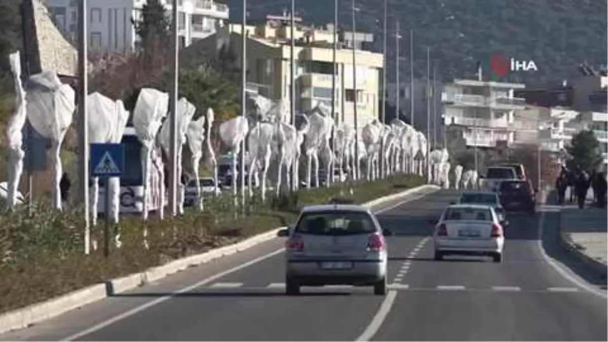 Kuşadası'nda ağaçlara özel koruma