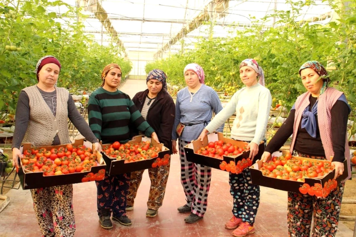 Topraksız tarımla üretilen domatesler ihracatın gözdesi oldu