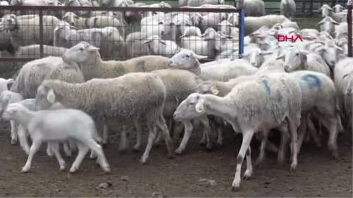 STRESE SOKULAN HAYVANIN ET VE SÜT KALİTESİ OLUMSUZ ETKİLENİYOR