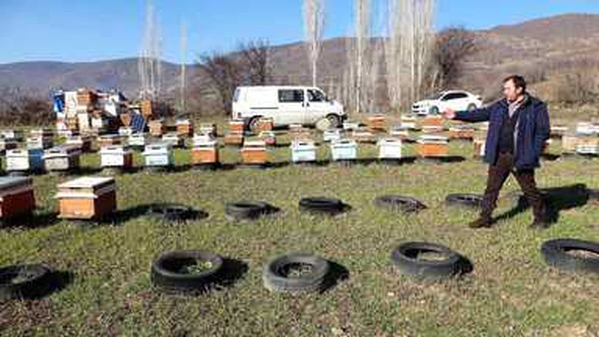 Tokat'ta, kovanlar içindeki arılarla birlikte çalındı