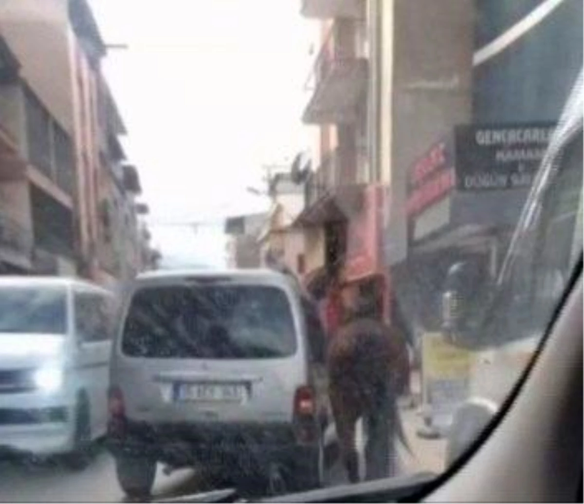 Son dakika haber: Atı iple aracın arkasına bağlayıp yürüttü, şikayet üzerine gözaltına alındı