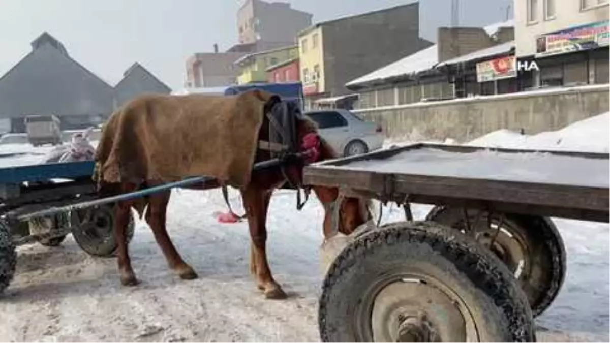 Atlarını battaniye ile sarıp dondurucu soğuklardan koruyorlar