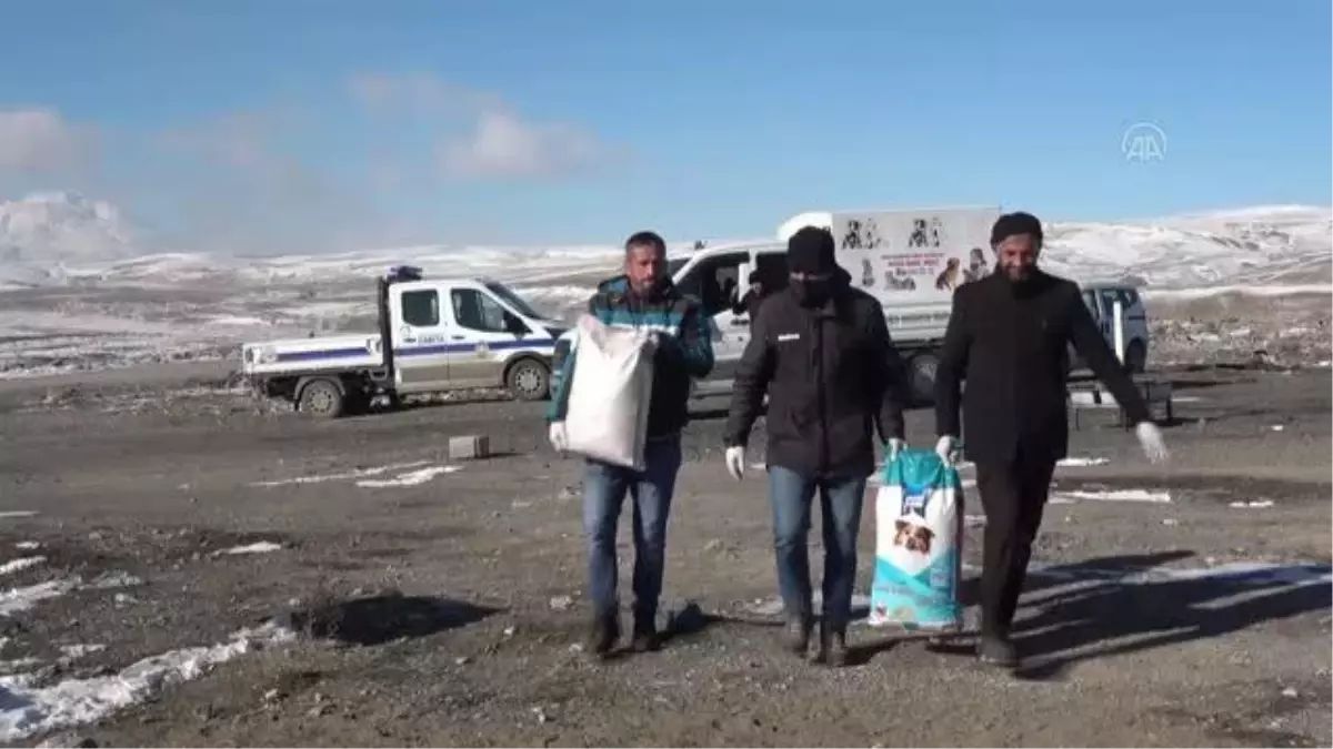 Erciş\'te belediye ekipleri sokakta yaşayan hayvanları aşıladı