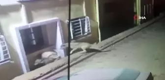 Kurtlar köye dadanıp köpeklere saldırdı... O anlar güvenlik kamerasına yansıdı